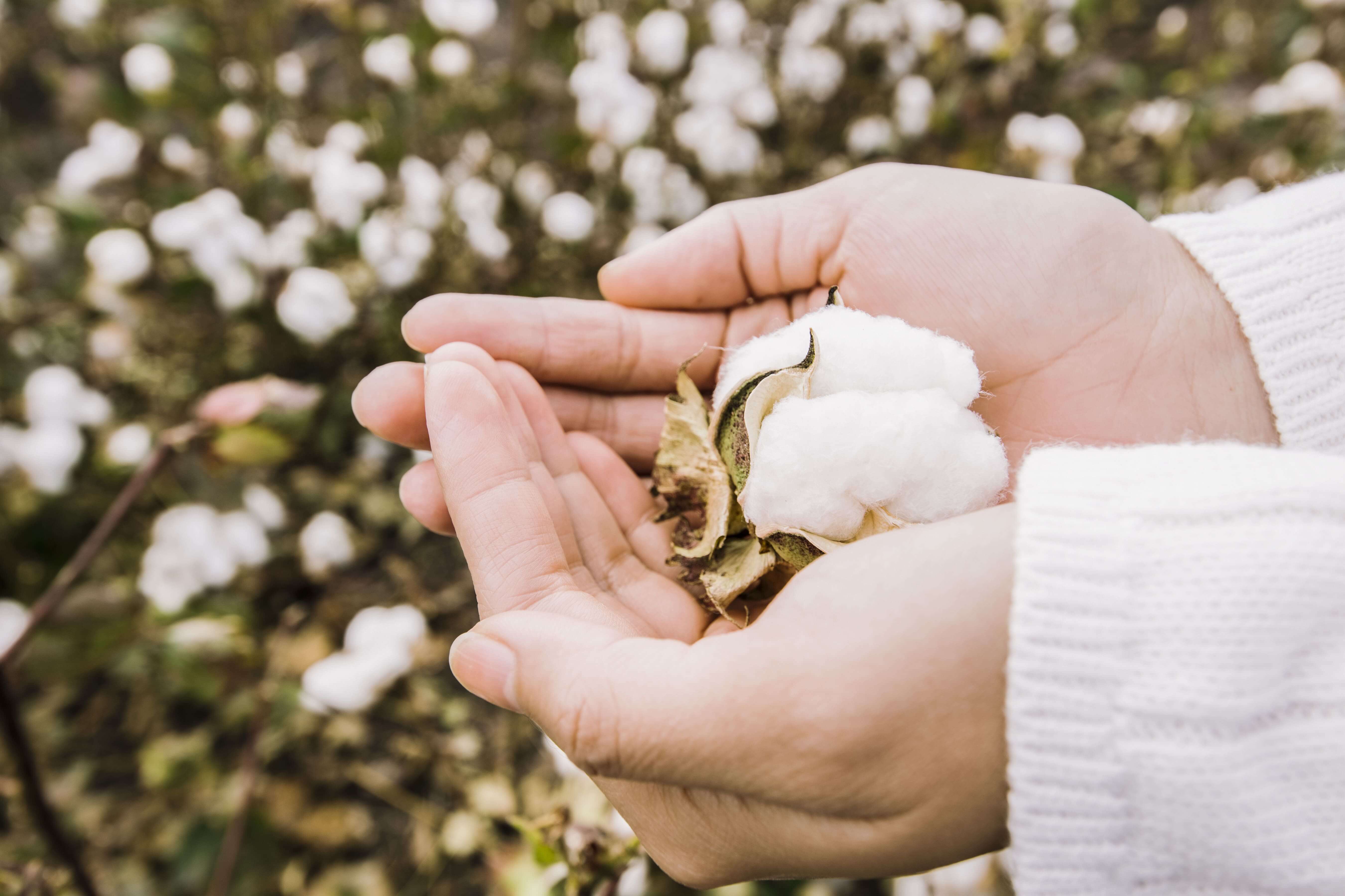 Environmentally friendly production of Cotton Pima